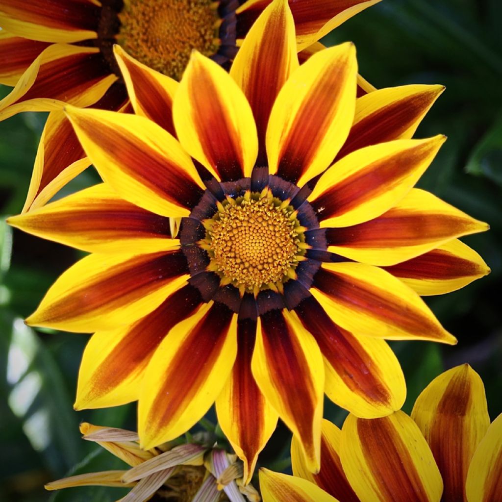 Gazania Tiger Stripes Mixed (zaad) - Middaggoud