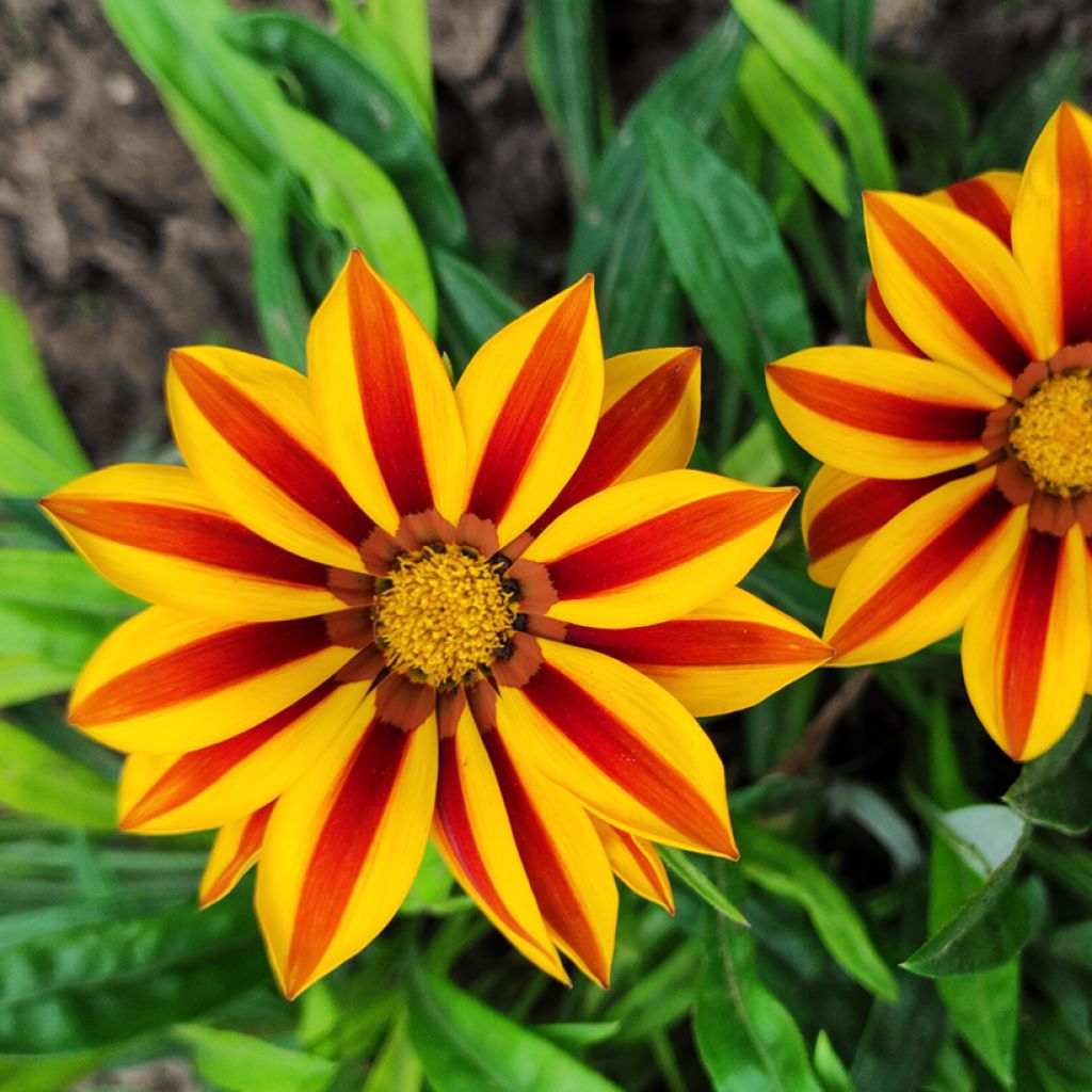 Gazania Tiger Stripes Mixed (zaad) - Middaggoud