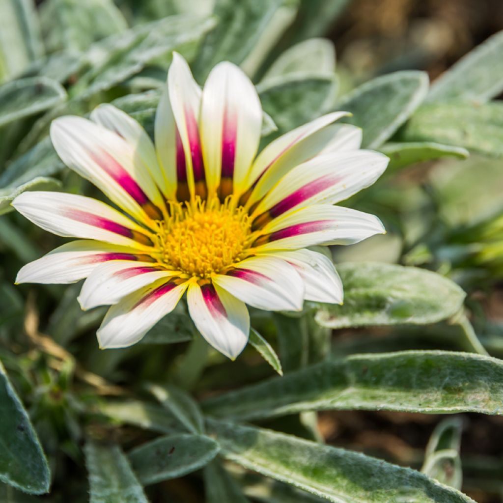 Gazania Tiger Stripes Mixed (zaad) - Middaggoud