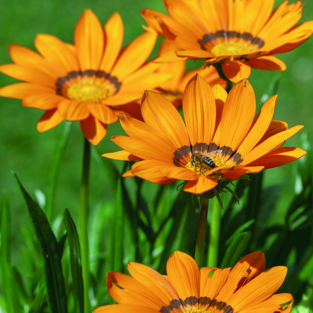 Gazania Zany F1 Orange (zaad) - Middaggoud