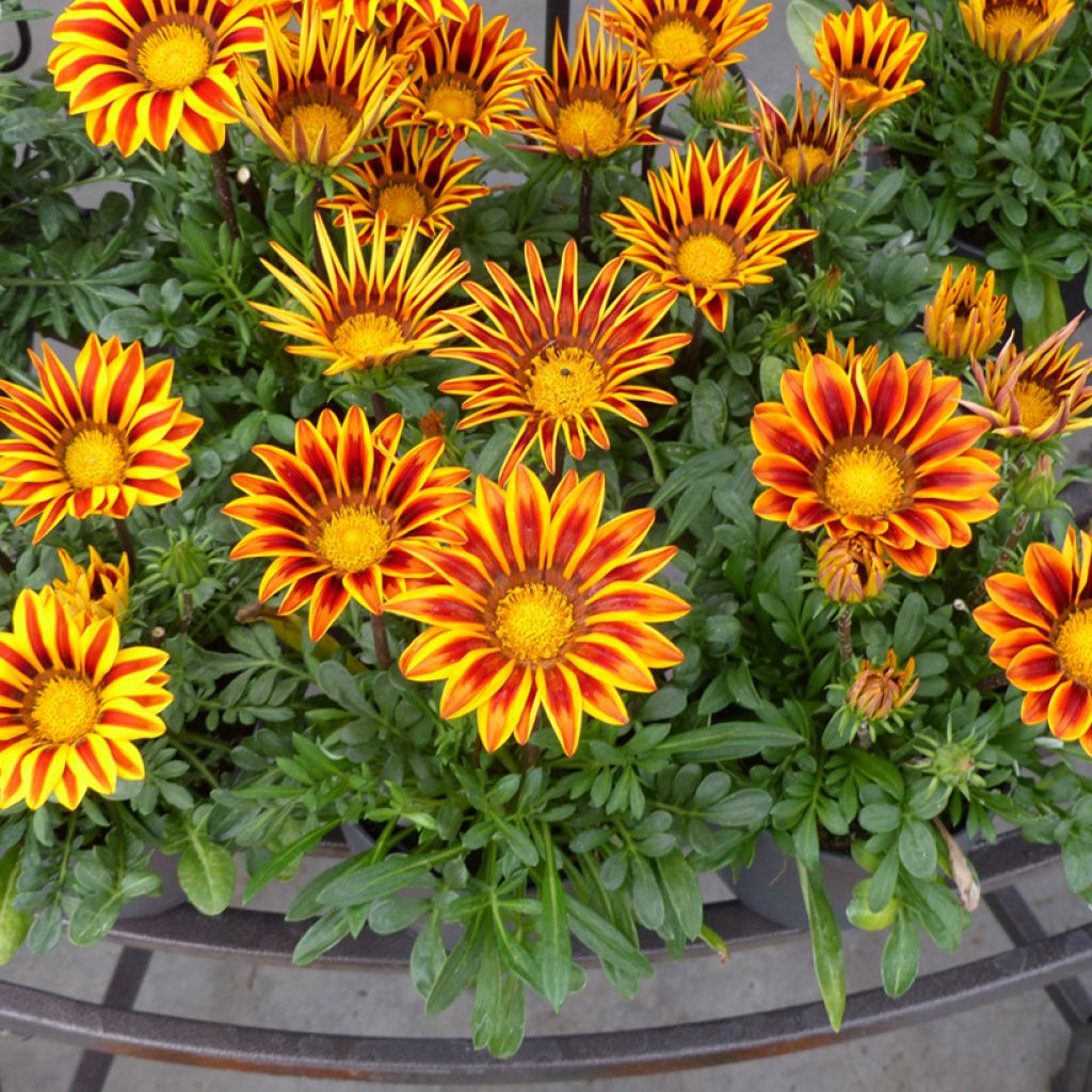 Gazania Zany F1 Orange Flame (zaad) - Middaggoud