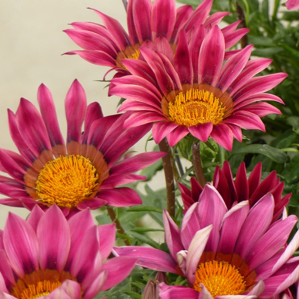 Gazania Zany F1 Roze (zaad) - Middaggoud