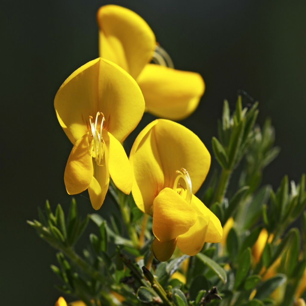 Cytisus scoparius (zaad) - Brem