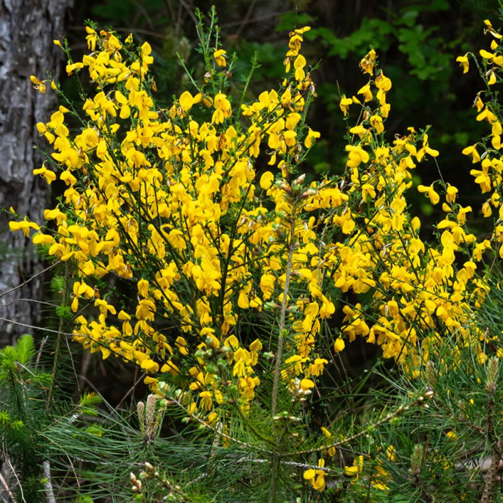Cytisus scoparius (zaad) - Brem
