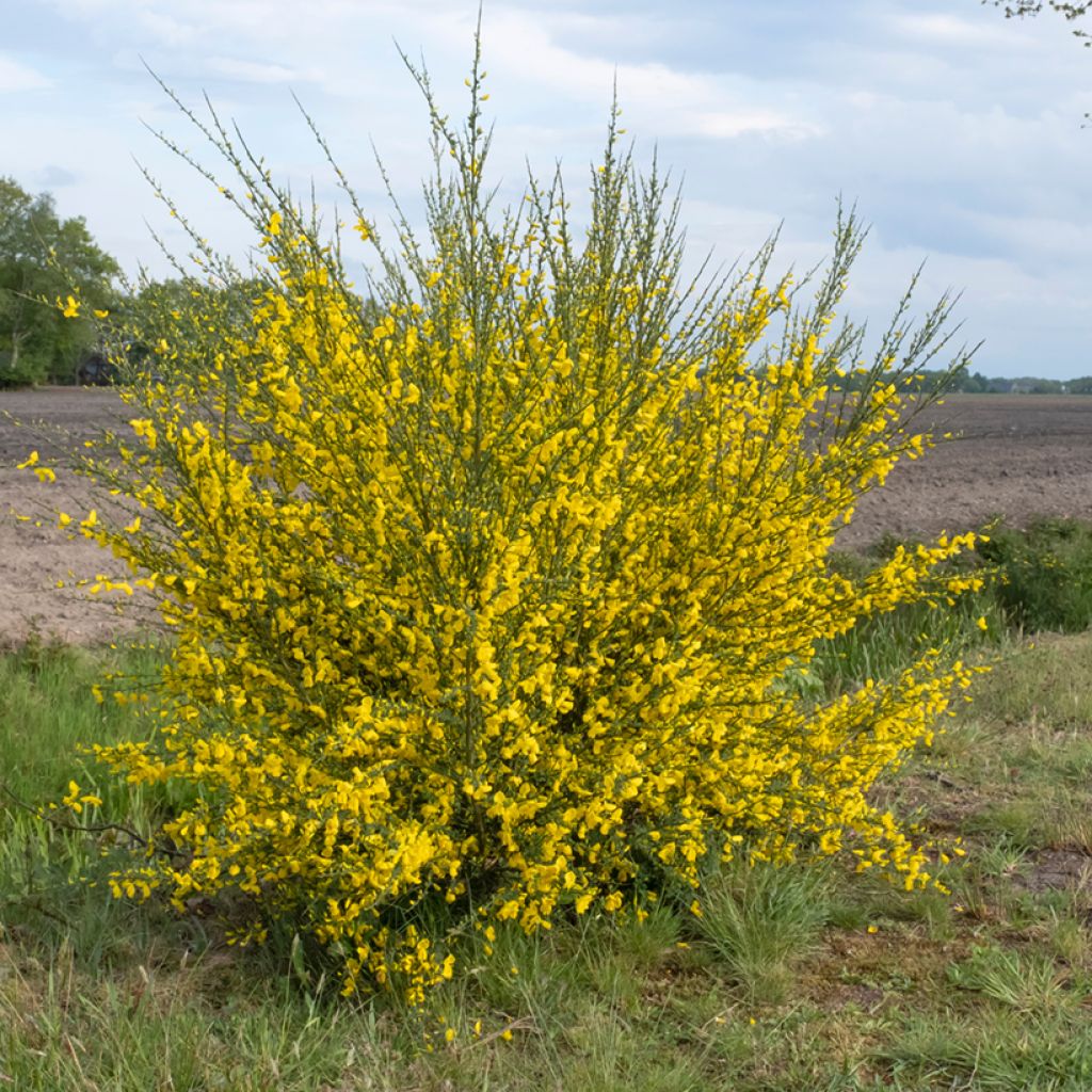 Cytisus scoparius (zaad) - Brem