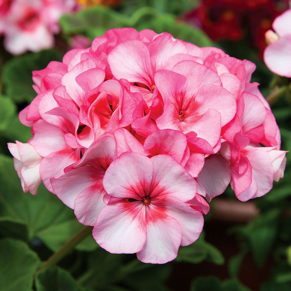 Pelargonium Horizon New Star F1 Hybrid (zaad) - Zonale geranium