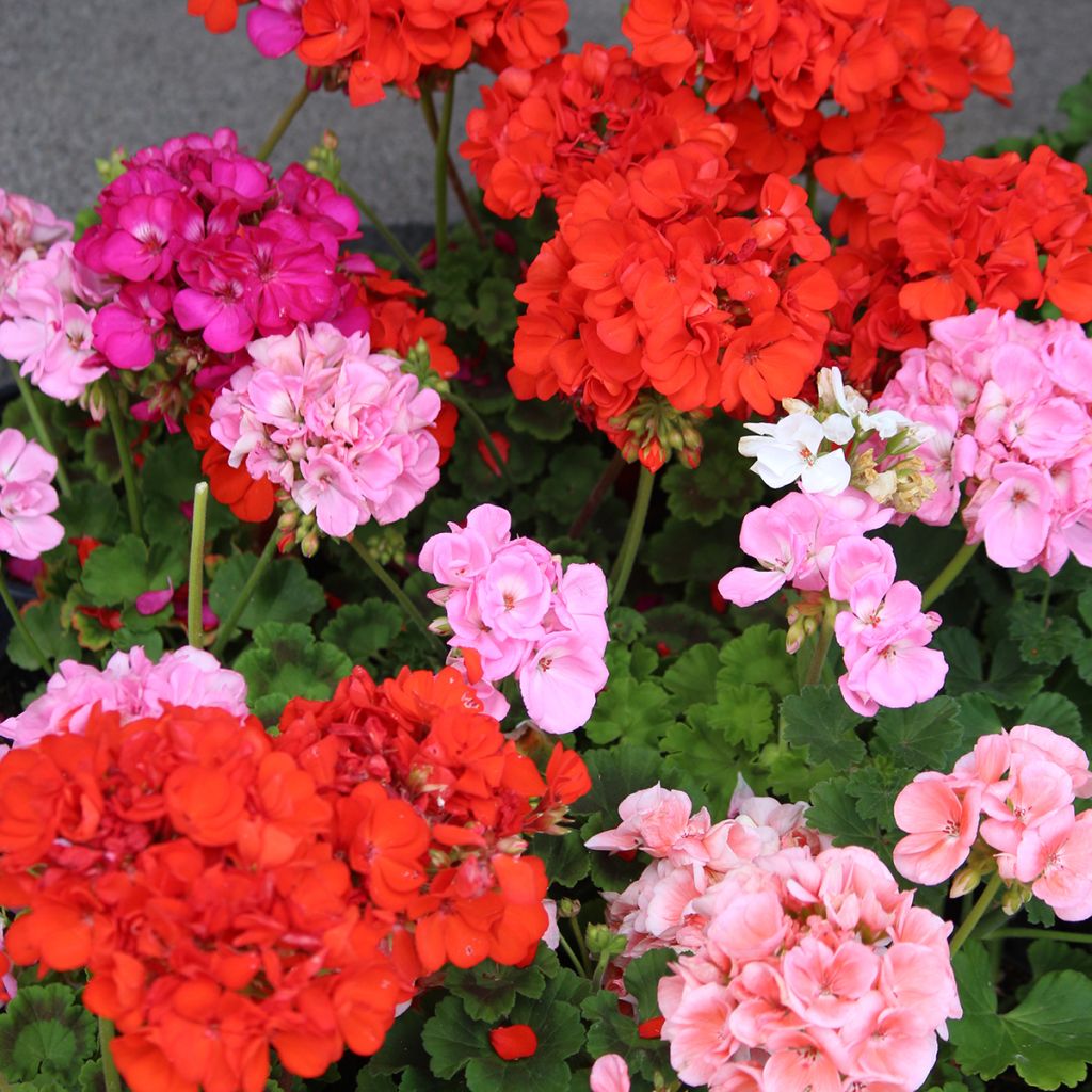 Pelargonium Horizon Shadow Mix F1 (zaad) - Zonale geranium