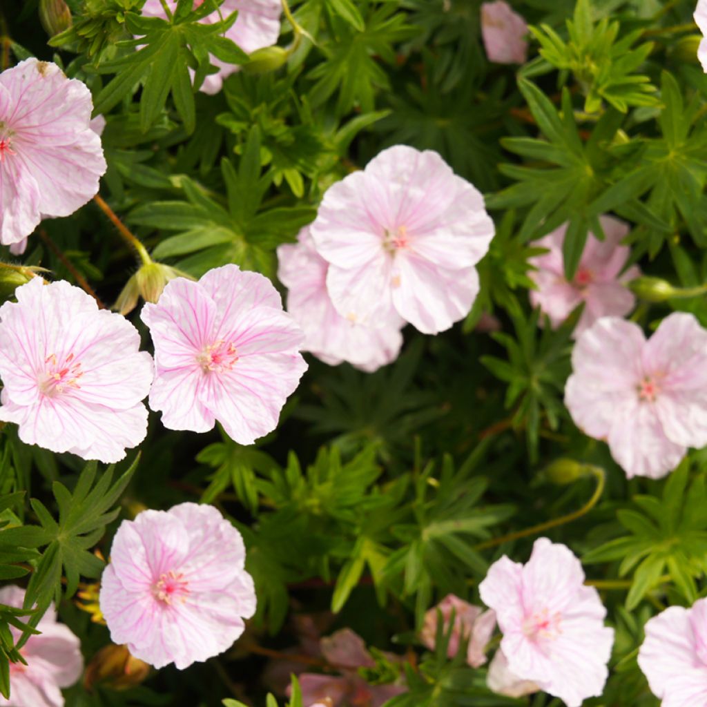 Geranium sanguineum Vision Roze (zaad) - Bloedooievaarsbek