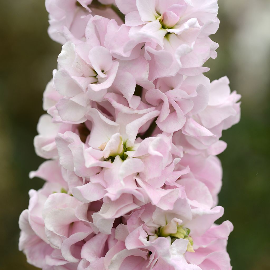 Matthiola incana Classic Malmaison Pink (zaad) - Zomerviolier