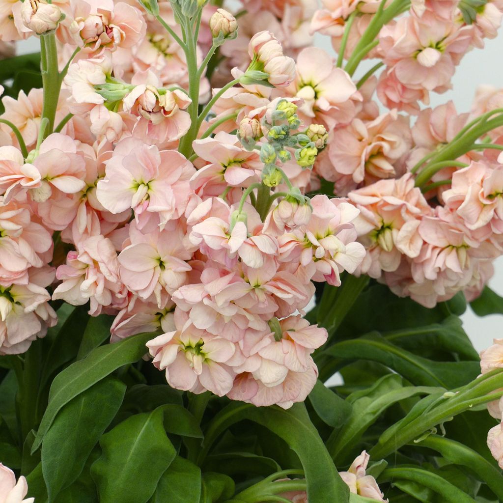 Graines de Giroflée quarantaine Milla Salmon