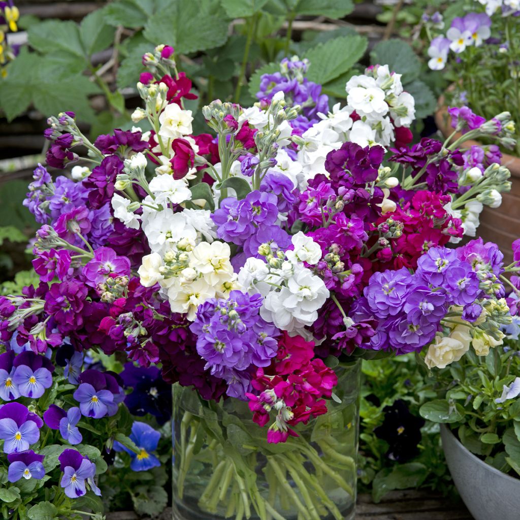 Matthiola incana Anytime Formula Mix (zaad) - Zomerviolier