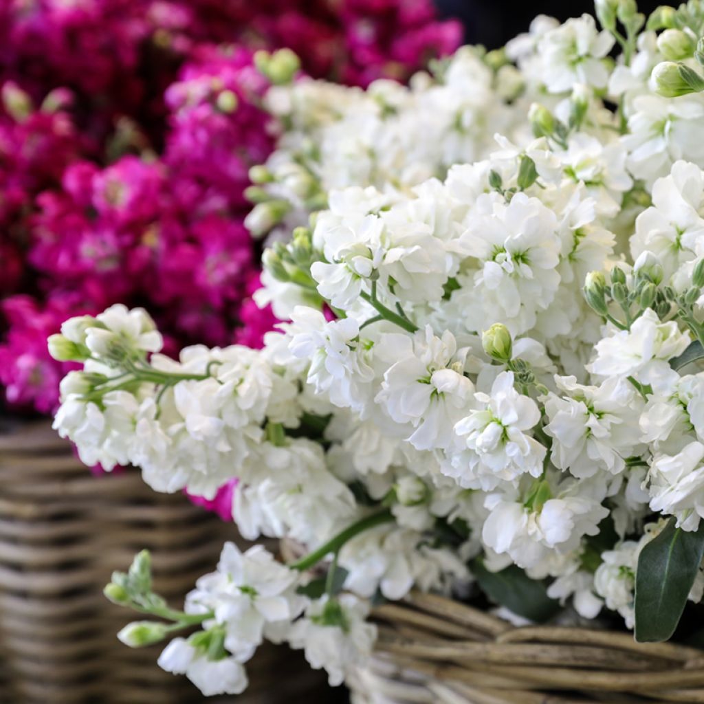 Matthiola incana Anytime Wit (zaad) - Zomerviolier
