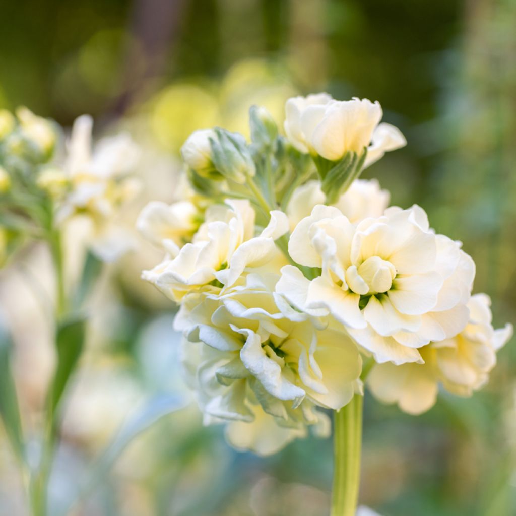 Matthiola incana Anytime Yellow (zaad) - Zomerviolier