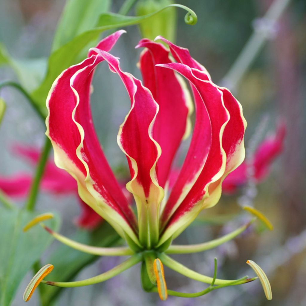 Gloriosa superba Rothschildiana (zaad) - Klimlelie