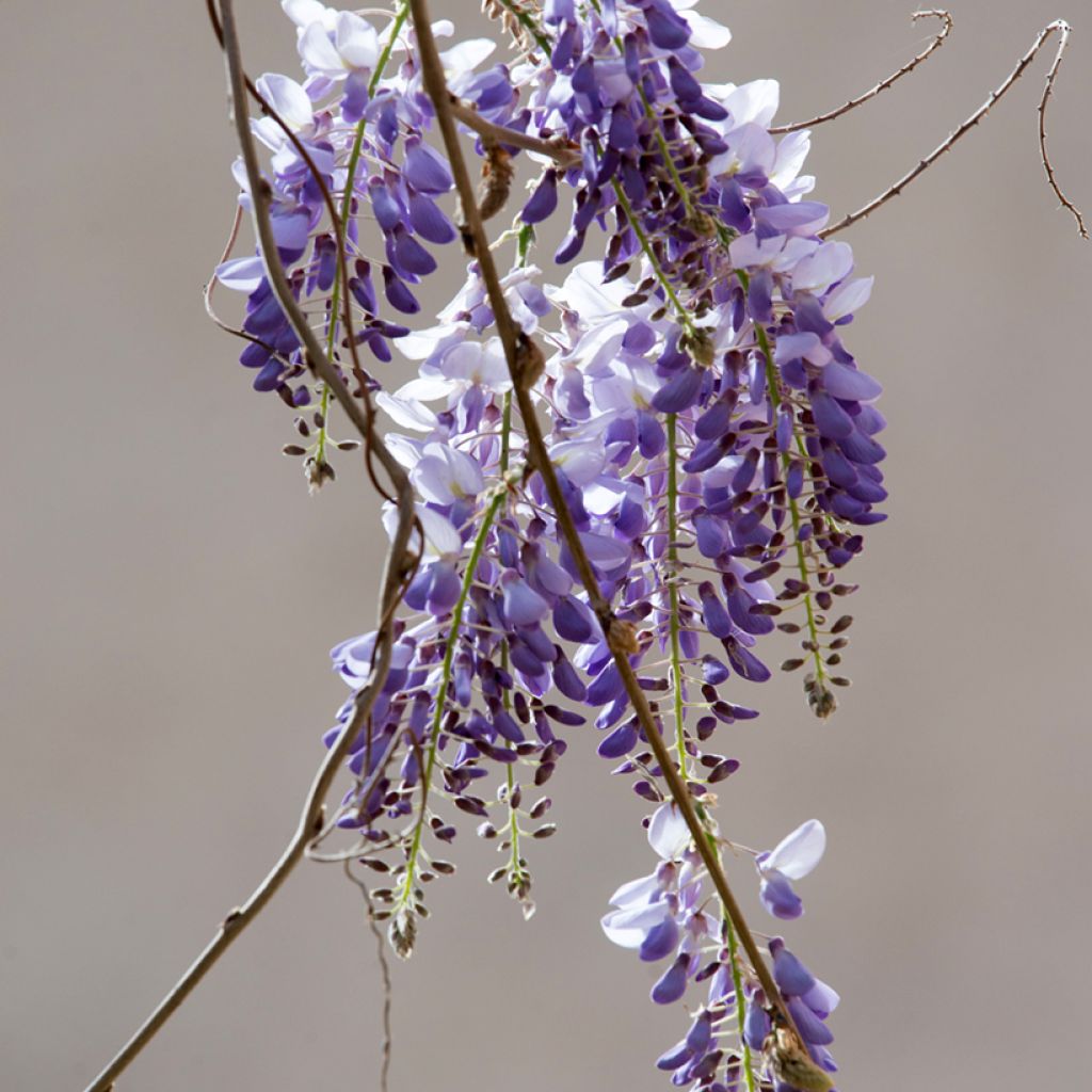 Wisteria sinensis (zaad) - Blauweregen