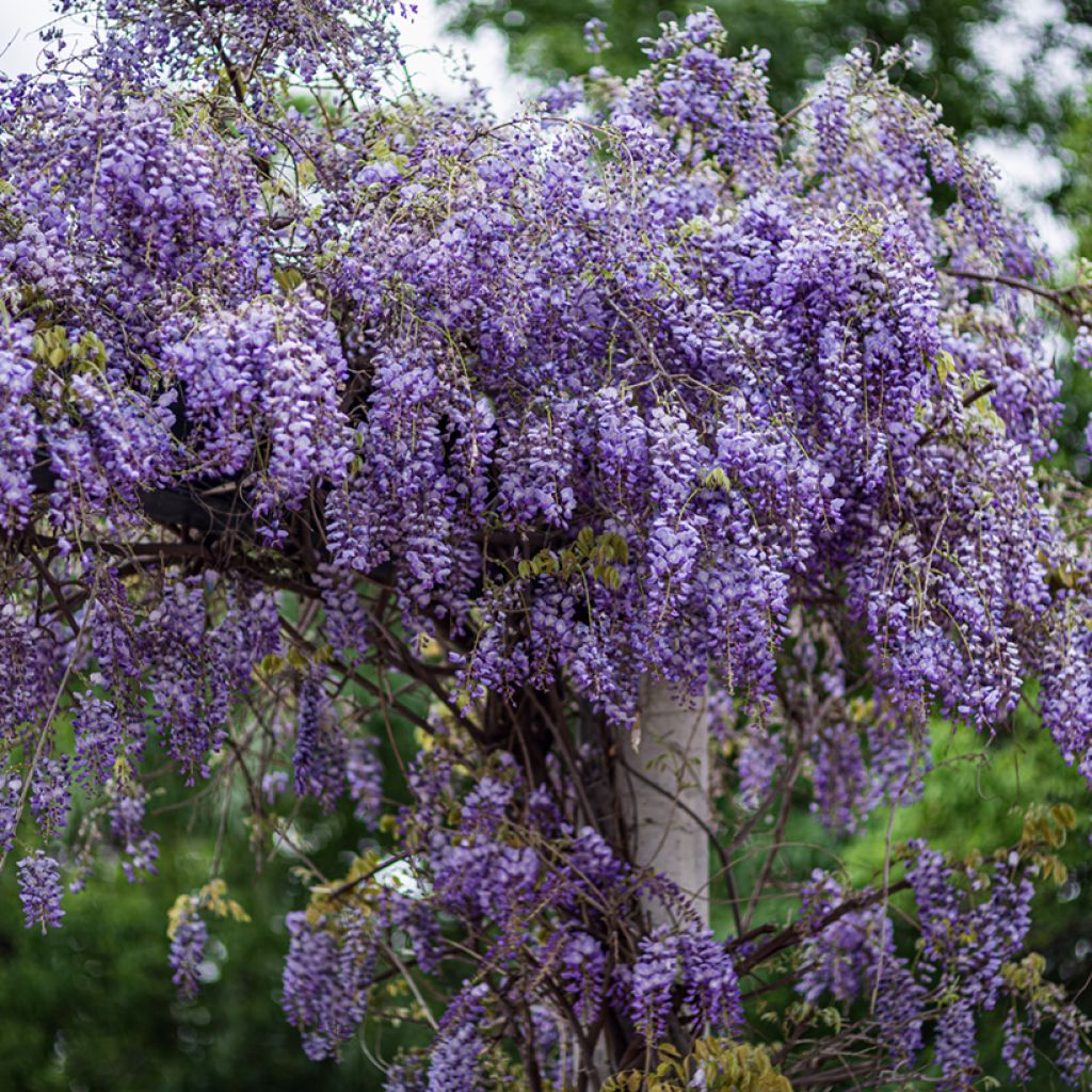 Wisteria sinensis (zaad) - Blauweregen