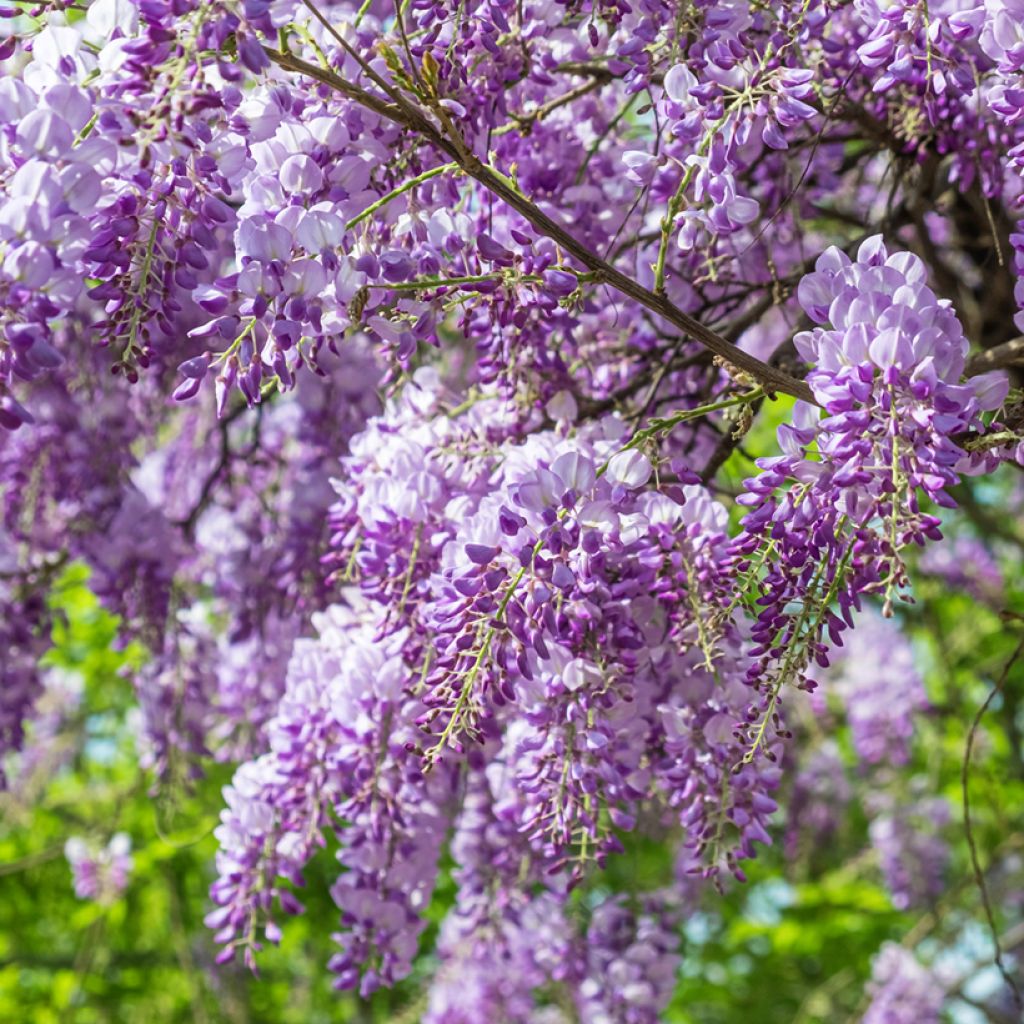 Wisteria sinensis (zaad) - Blauweregen