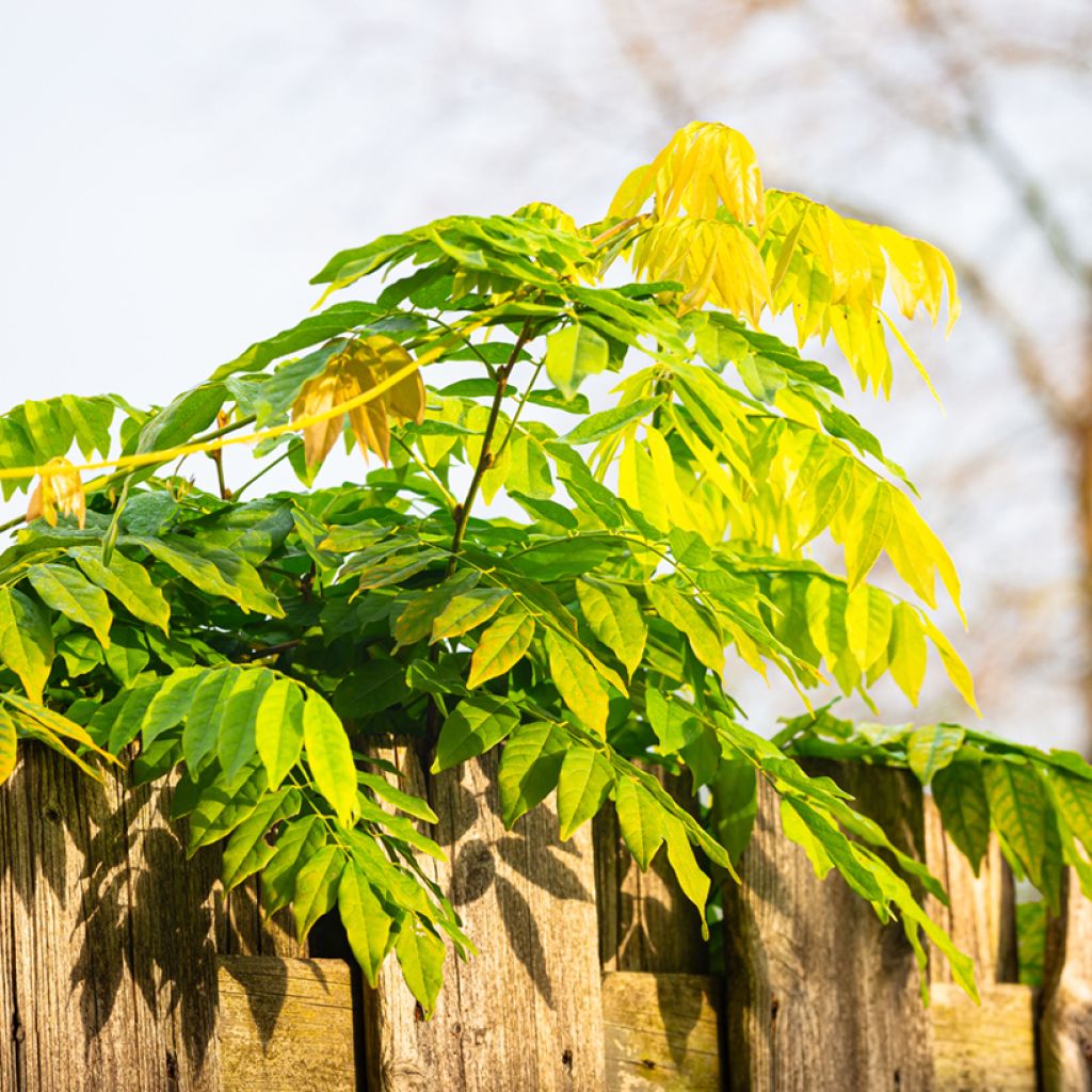 Wisteria sinensis (zaad) - Blauweregen