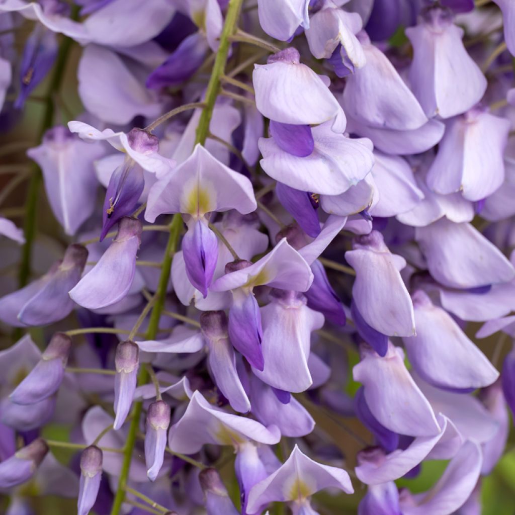 Wisteria sinensis (zaad) - Blauweregen