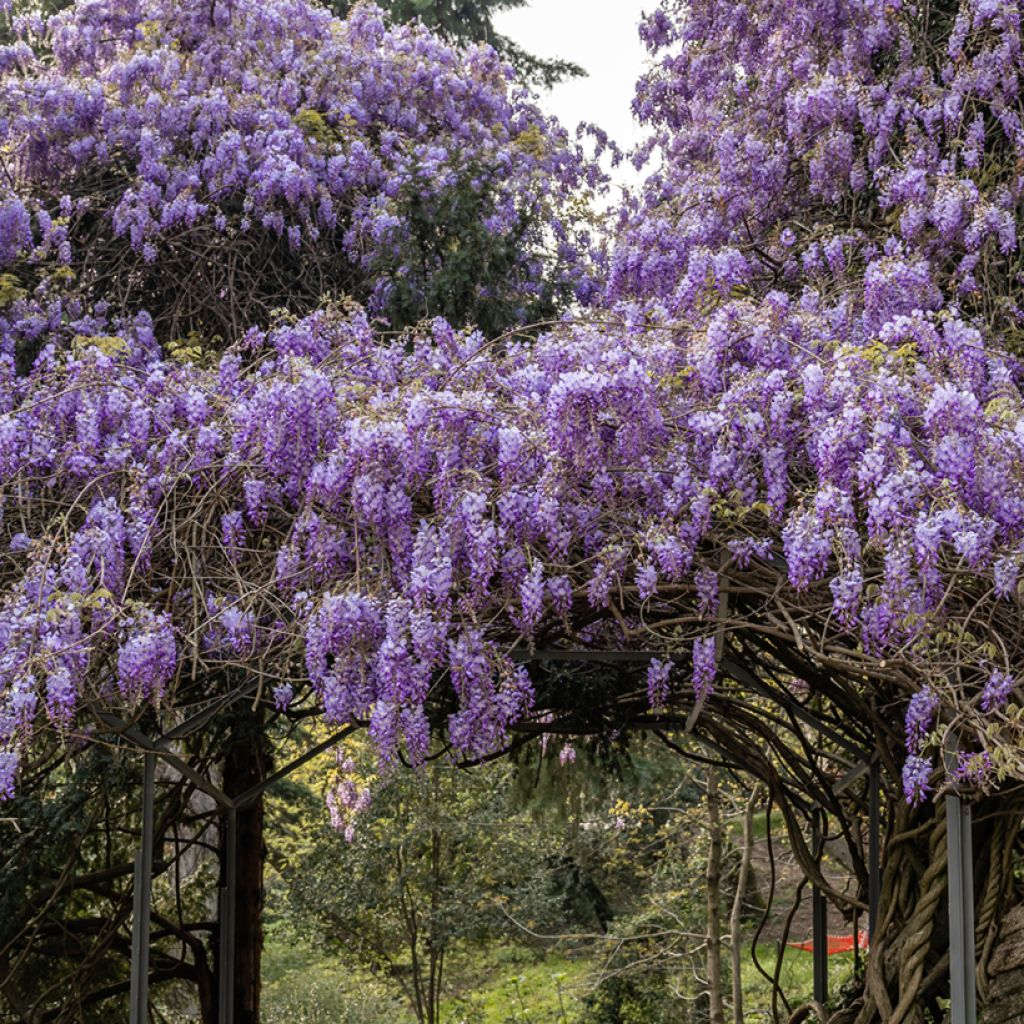 Wisteria sinensis (zaad) - Blauweregen