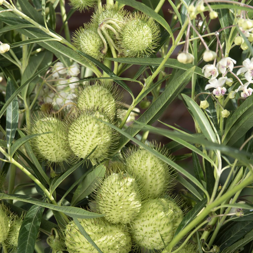 Gomphocarpus fruticosus Cottonbush (zaad) - Ballonplant