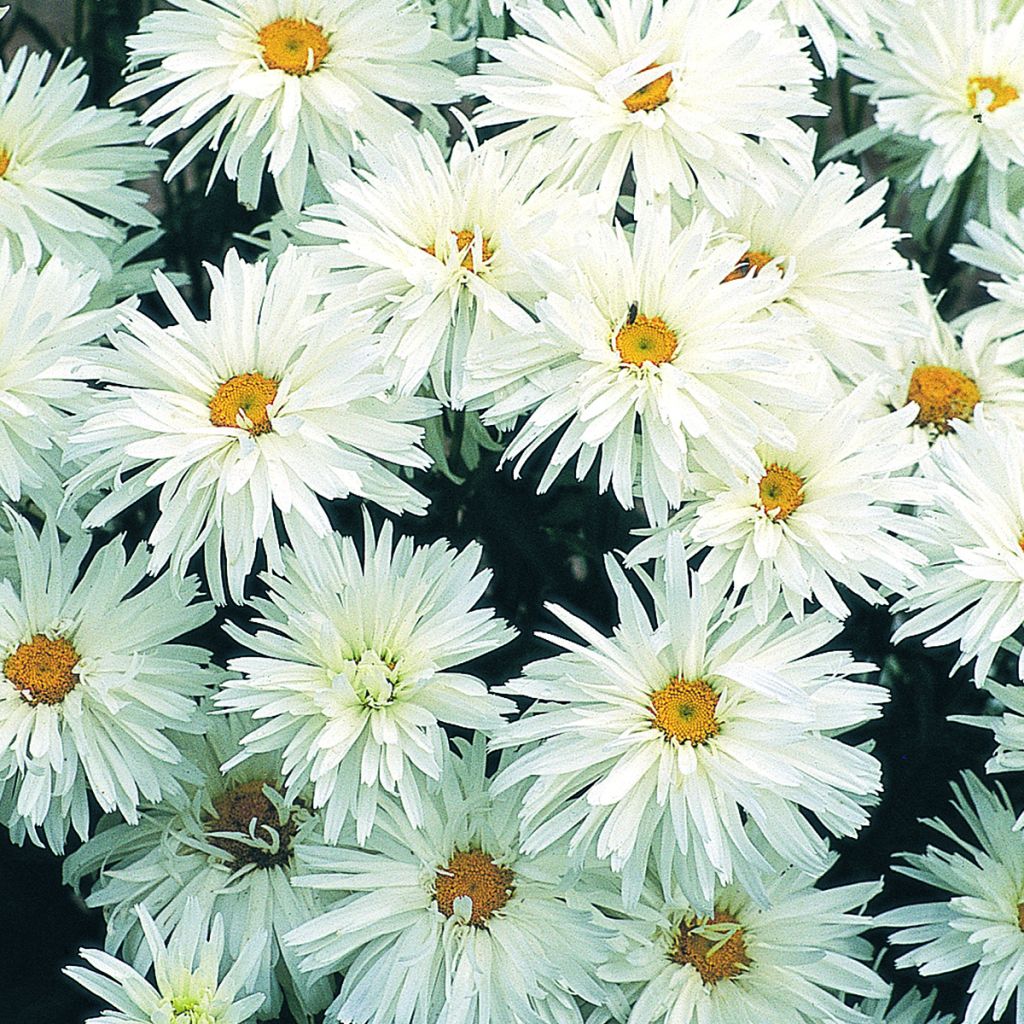 Leucanthemum superbum Crazy Daisy (zaad) - Tuinmargriet