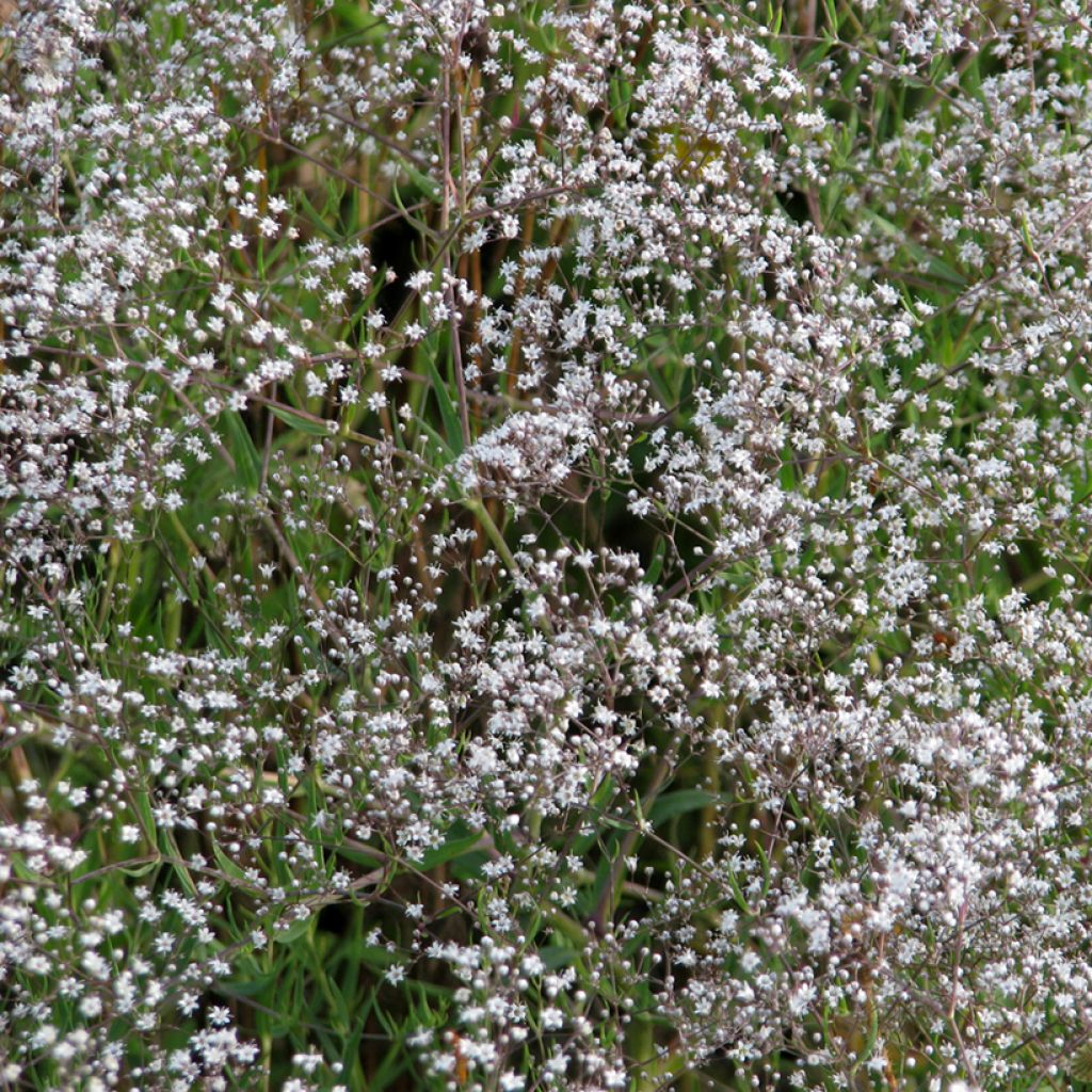 Gypsophila paniculata Oeillet d'Amour (zaad) - Bruidssluier