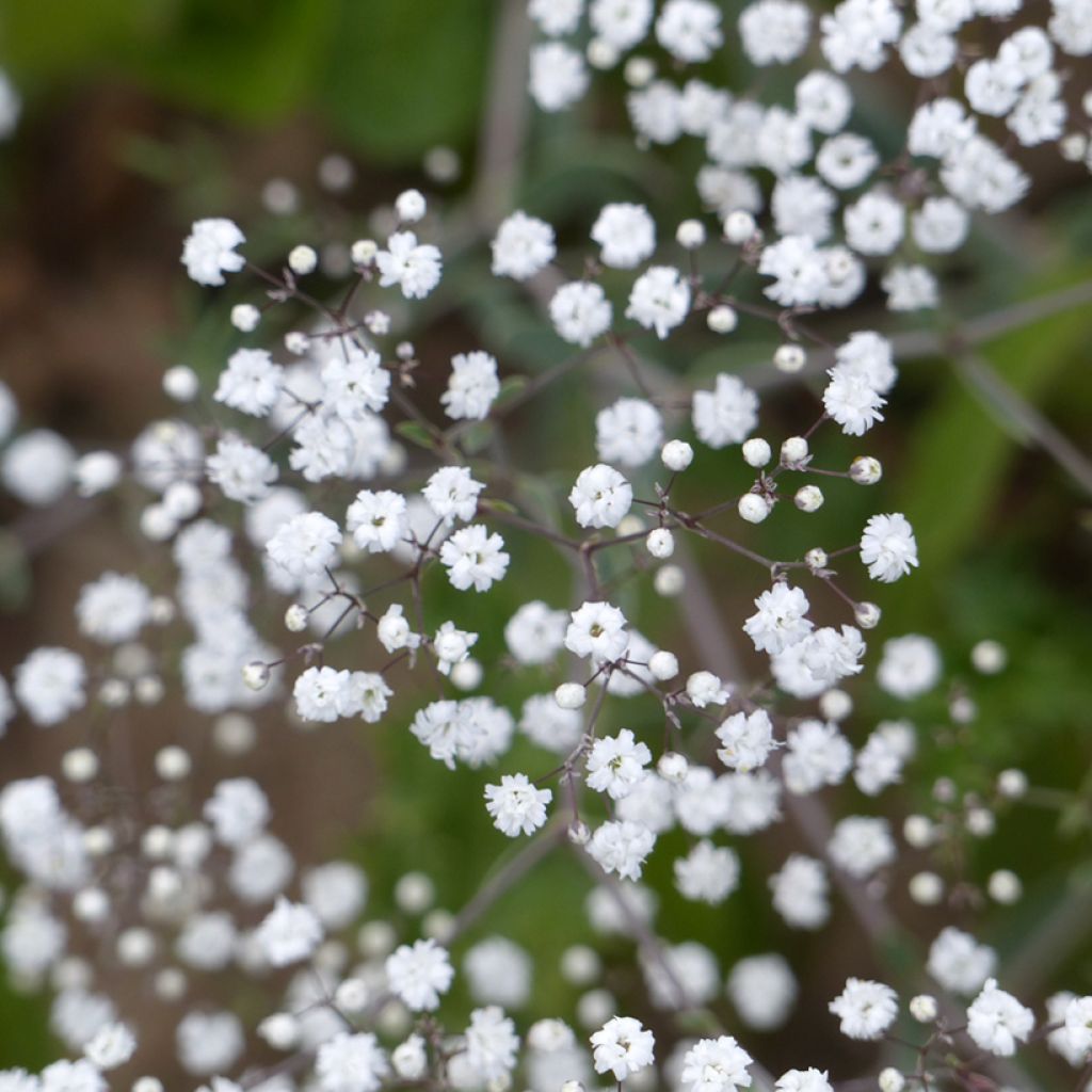 Gypsophila paniculata Snowflake (zaad) - Gipskruid