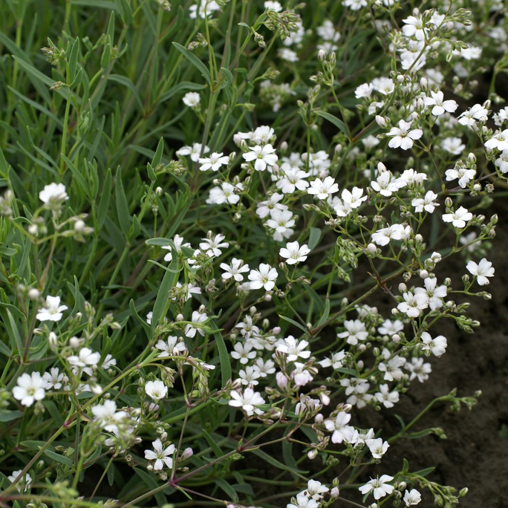 Gypsophila repens Alba (zaad) - Kruipend gipskruid
