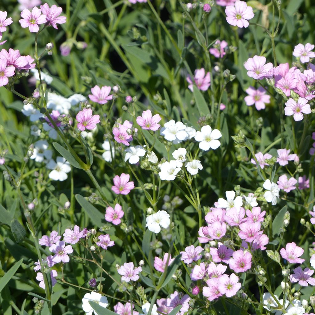 Gypsophila repens Albarosa Mix (zaad) - Kruipend gipskruid