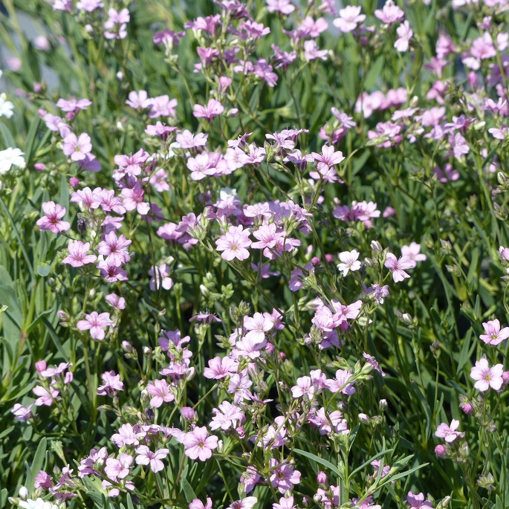 Gypsophila repens Rosea (zaad) - Kruipend gipskruid
