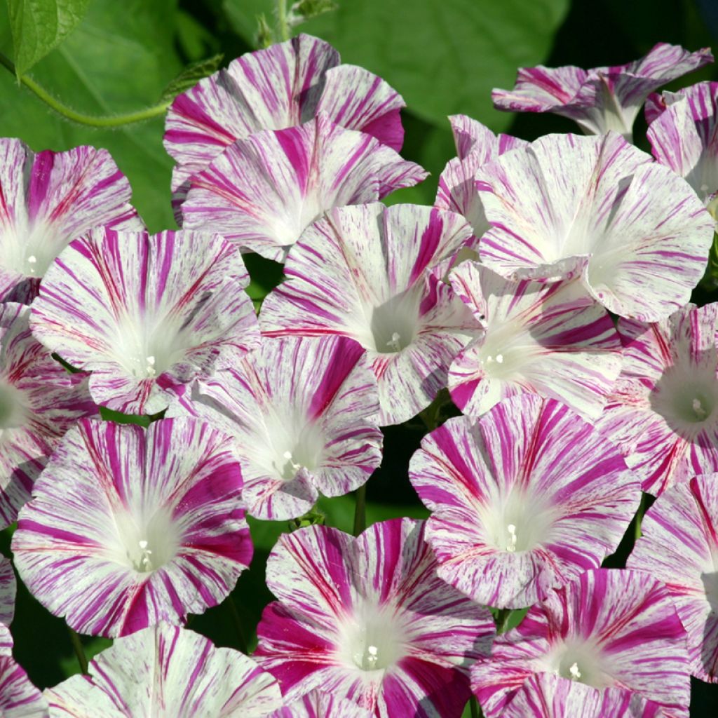 Ipomoea purpurea Venice Pink (zaad) - Klimmende winde