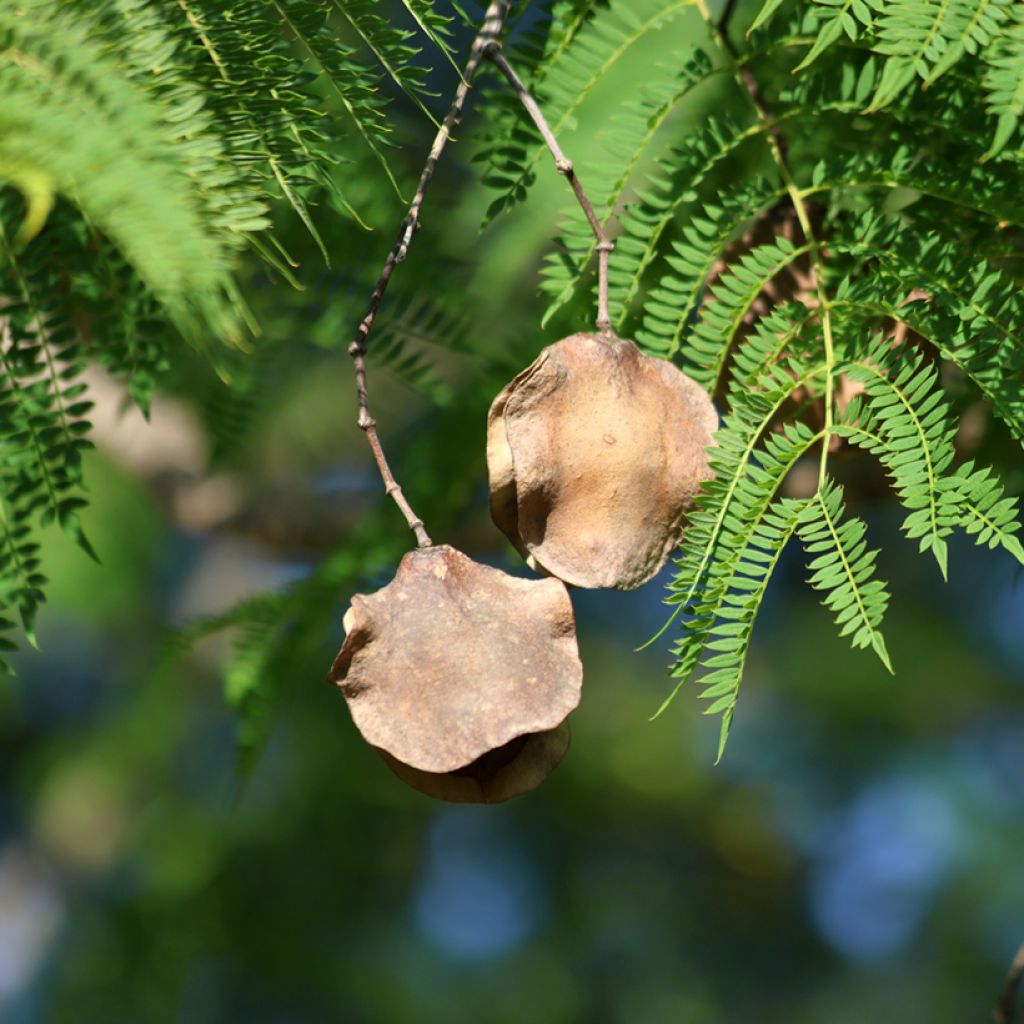 Jacaranda mimosifolia (zaad) - Blauwe jacaranda