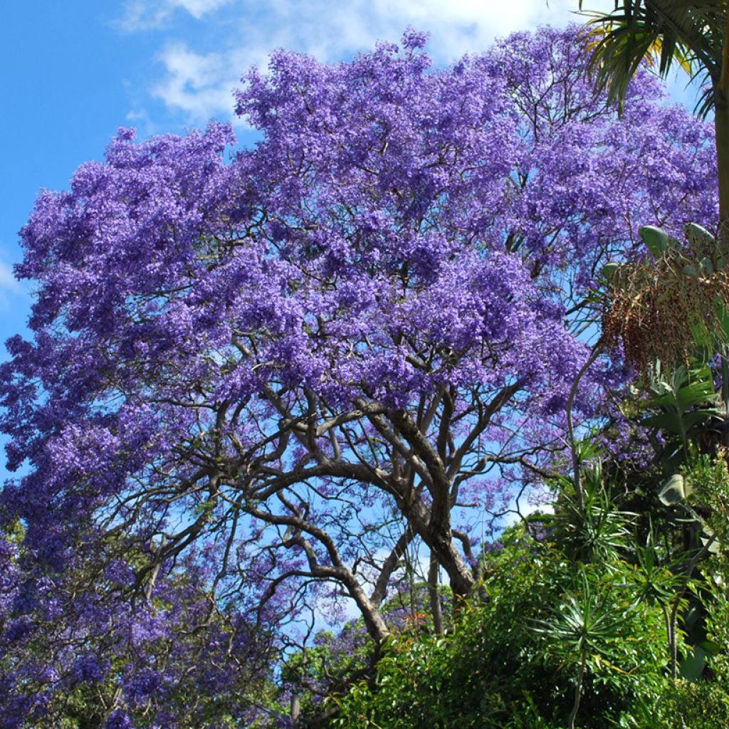 Jacaranda mimosifolia (zaad) - Blauwe jacaranda