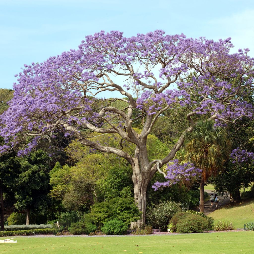 Jacaranda mimosifolia (zaad) - Blauwe jacaranda