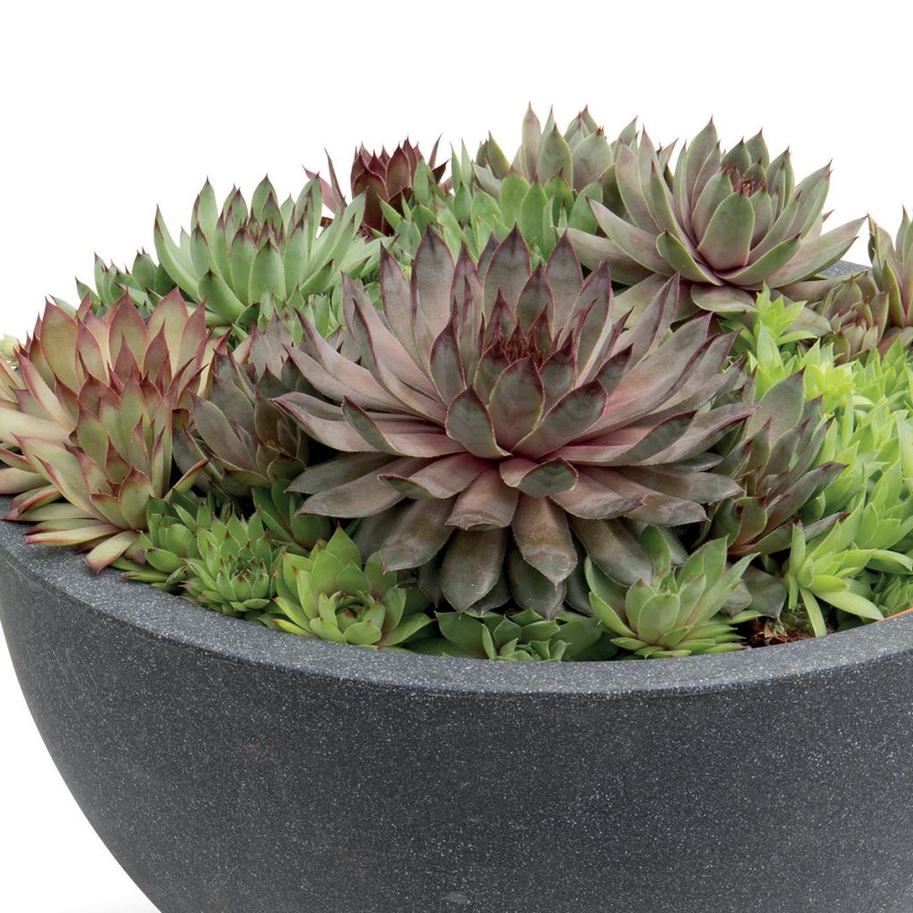 Sempervivum Hippie Chicks (zaad) - Huislook