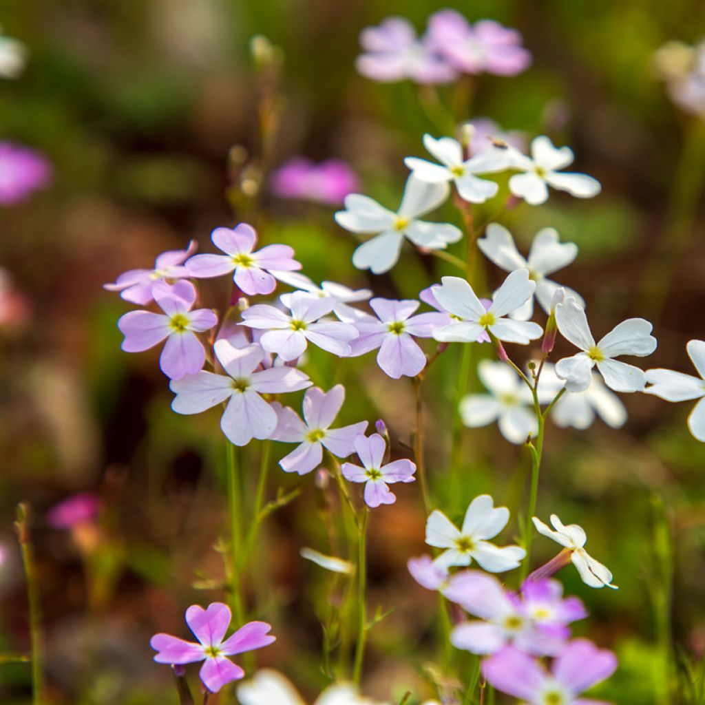 Malcolmia maritima (zaad) - Strandviolier