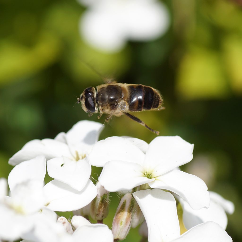 Hesperis matronalis Alba (zaad) - Damastbloem