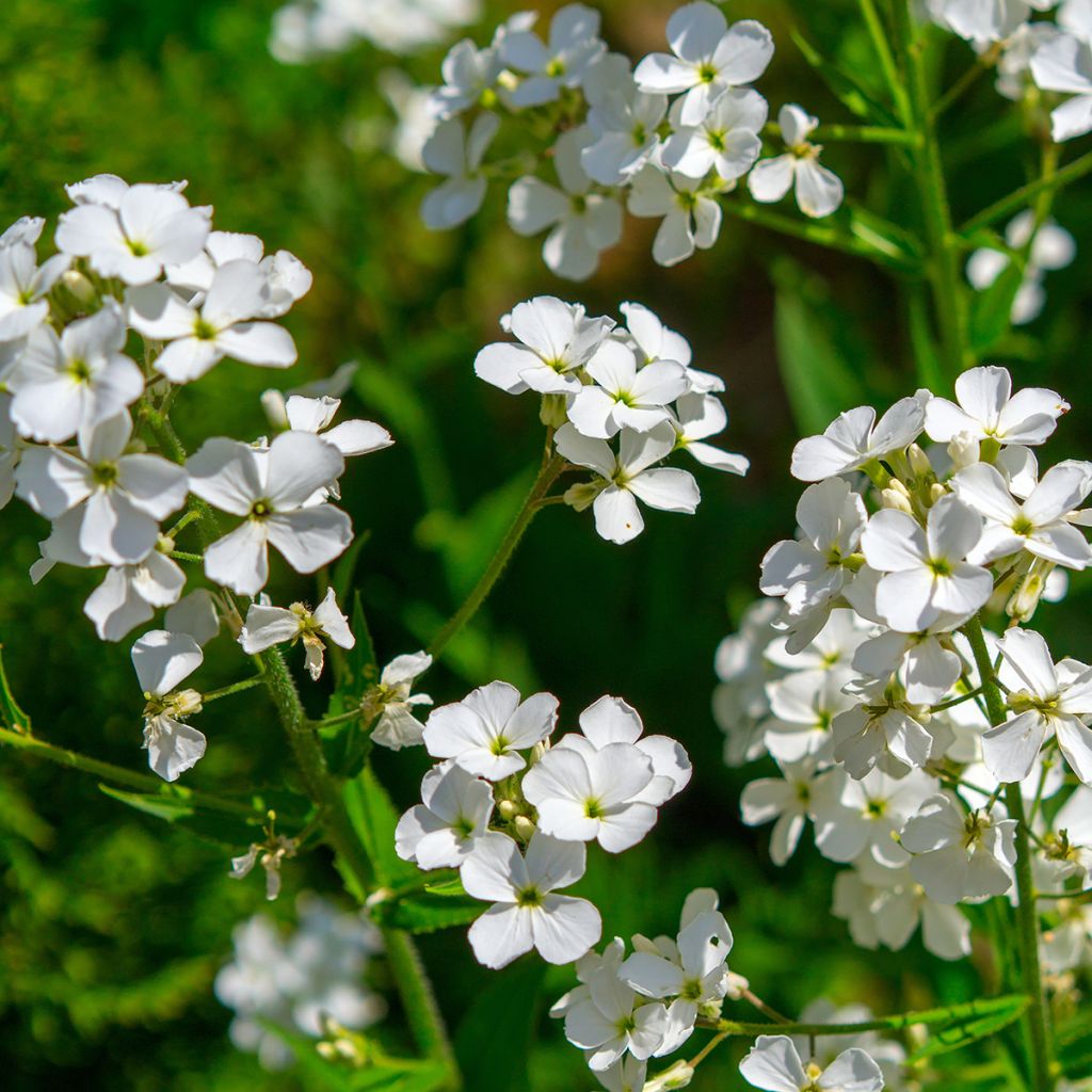 Hesperis matronalis Alba (zaad) - Damastbloem