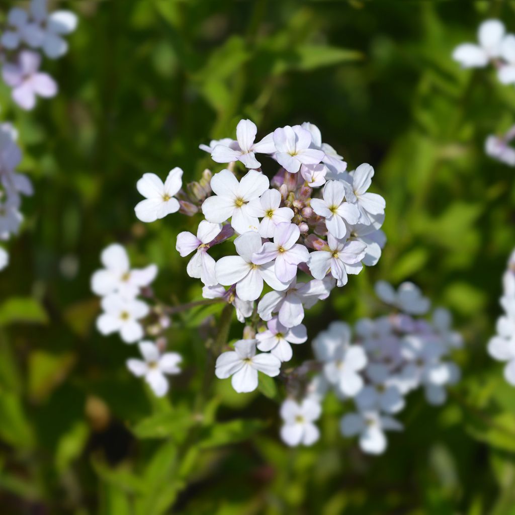 Hesperis matronalis Alba (zaad) - Damastbloem