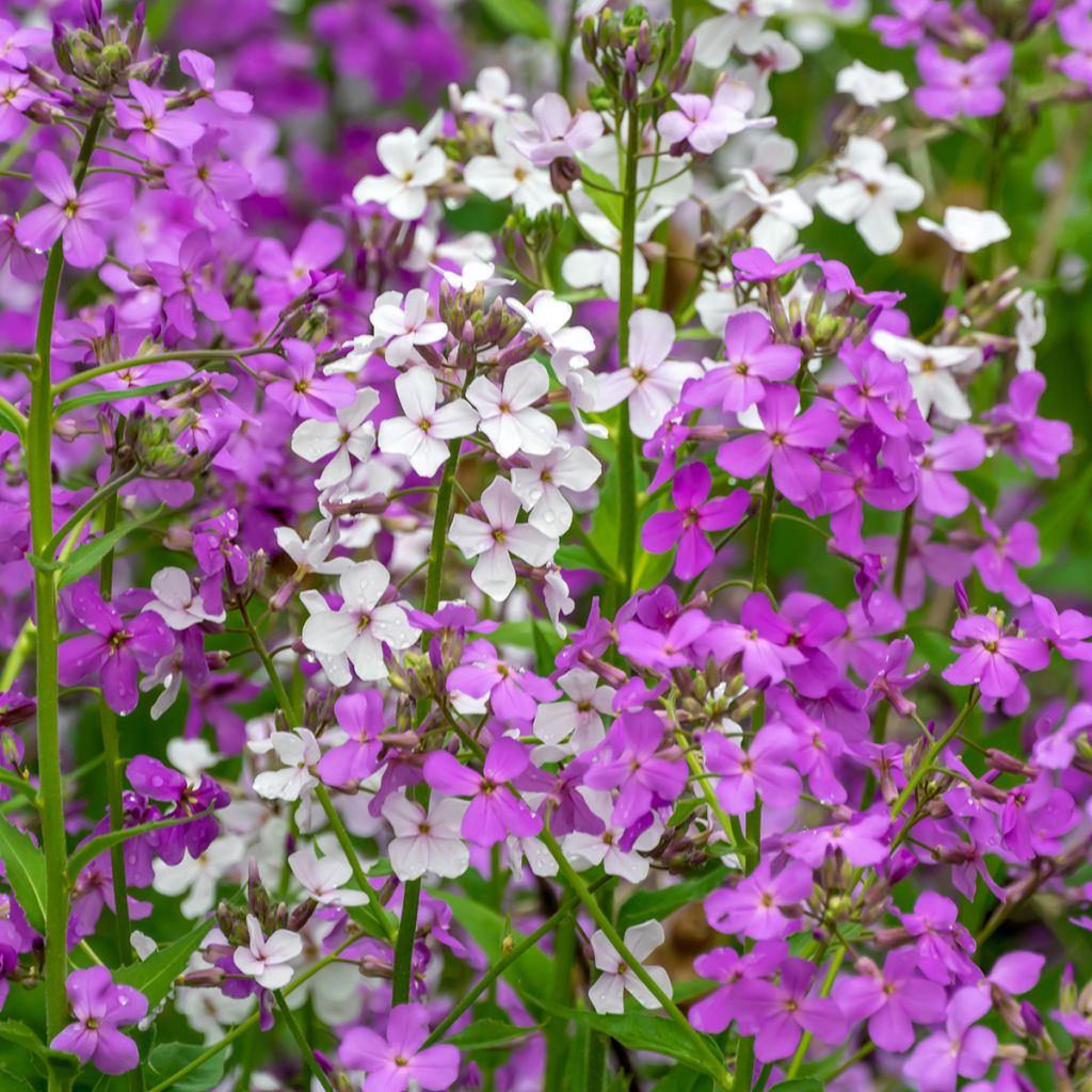 Hesperis matronalis Mix (zaad) - Damastbloem