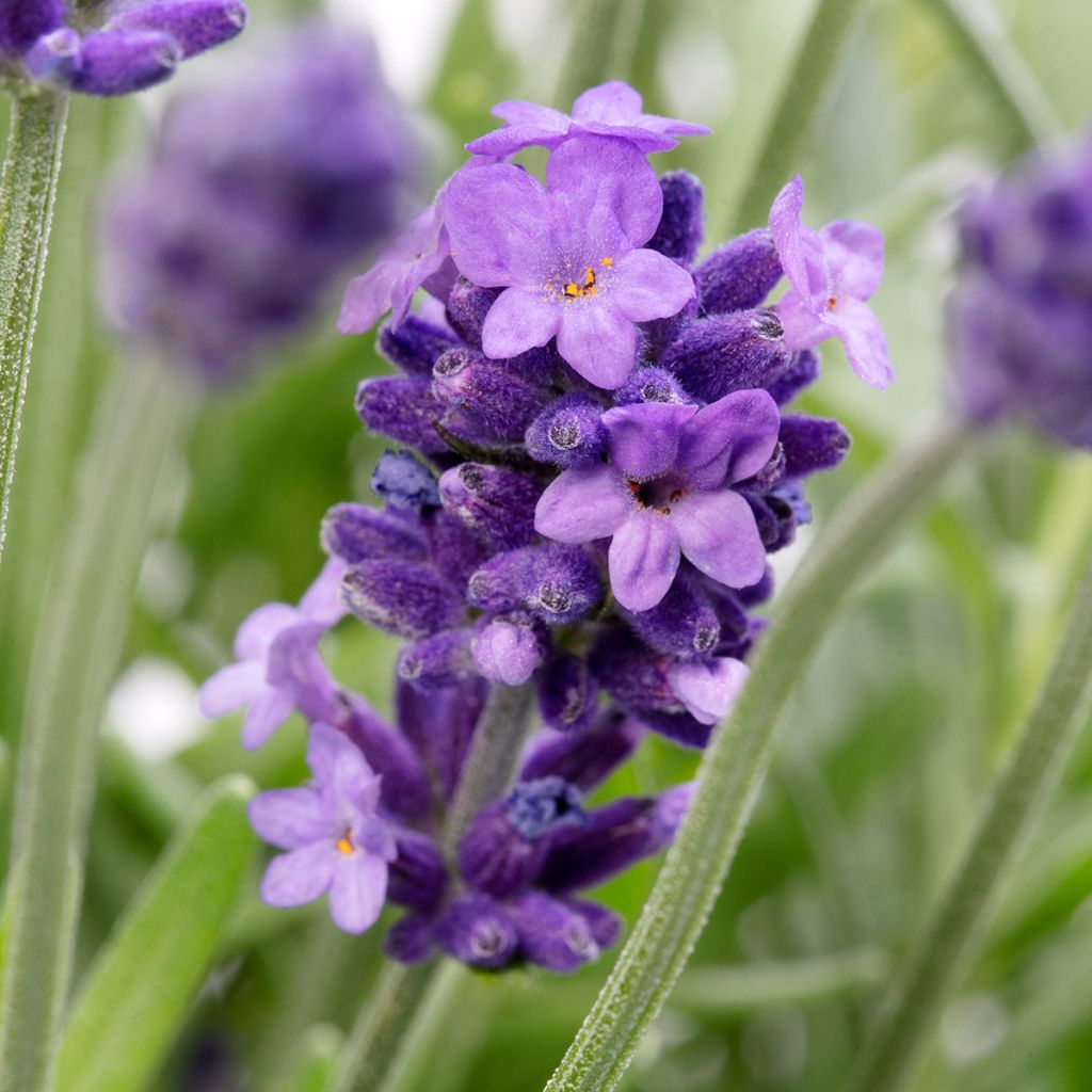Lavandula Cleo-Patio Blue (zaad) - Lavendel