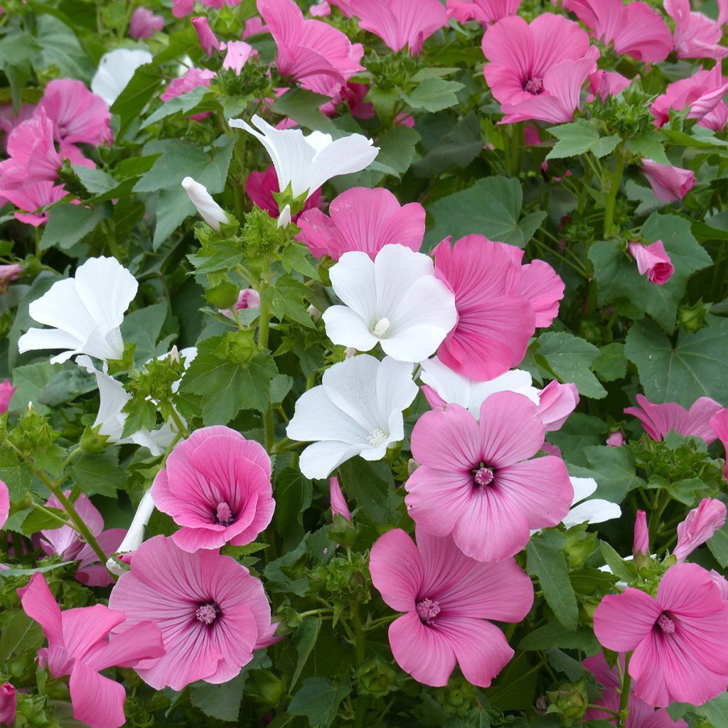 Lavatera trimestris Compact Mix (zaad) - Bekermalva