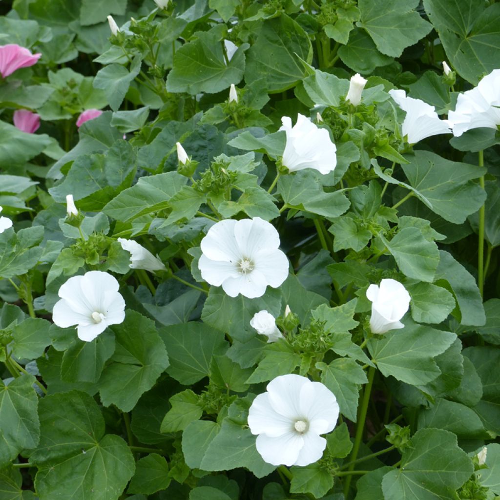 Lavatera trimestris Mont Blanc biologisch (zaad) - Bekermalva