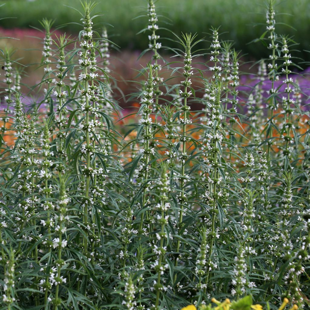 Leonurus sibiricus Alba (zaad) - Hartgespan