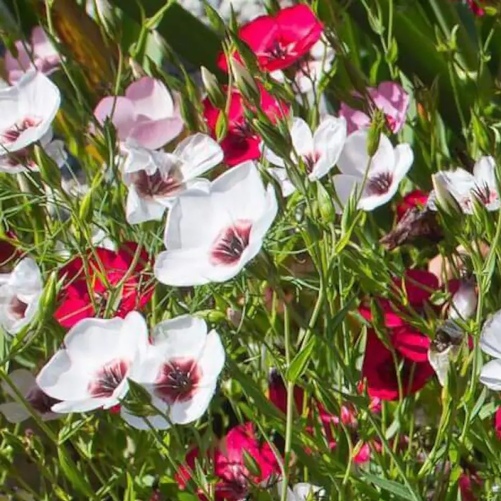 Linum grandiflorum Charmer Mix (zaad) - Rood vlas