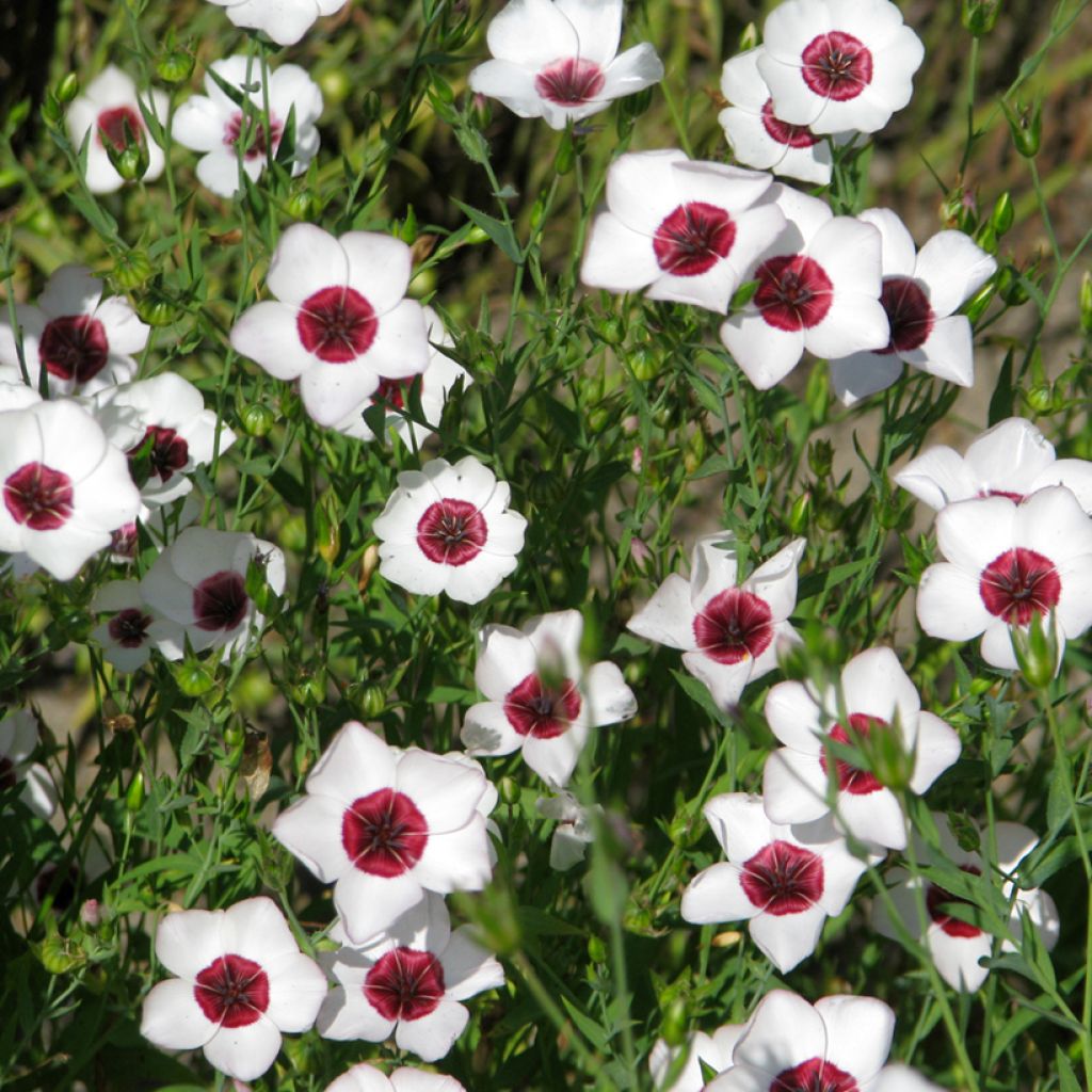 Linum grandiflorum Bright Eyes (zaad) - Rood vlas