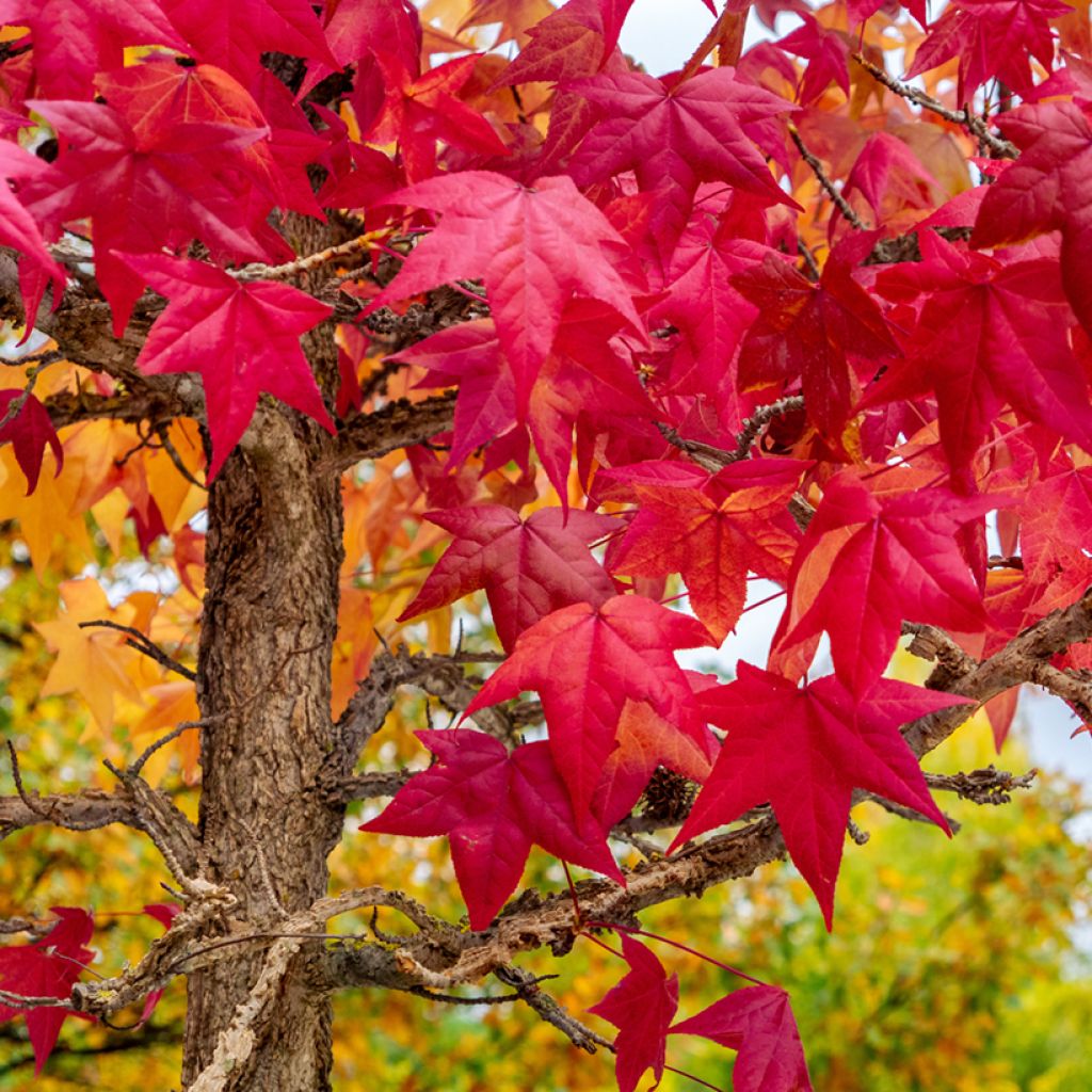 Liquidambar styraciflua (zaad) - Amberboom