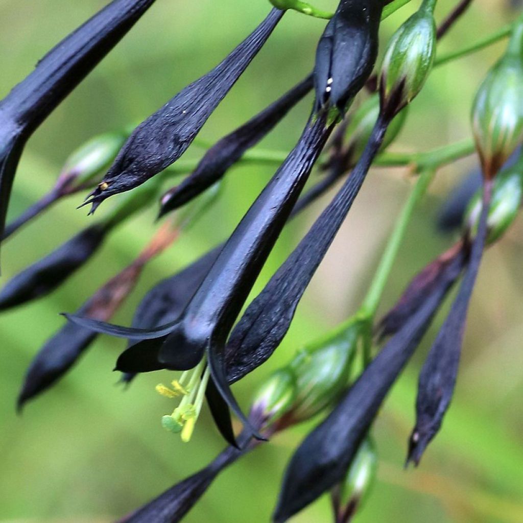 Lisianthus nigrescens (zaad) - Eustoma