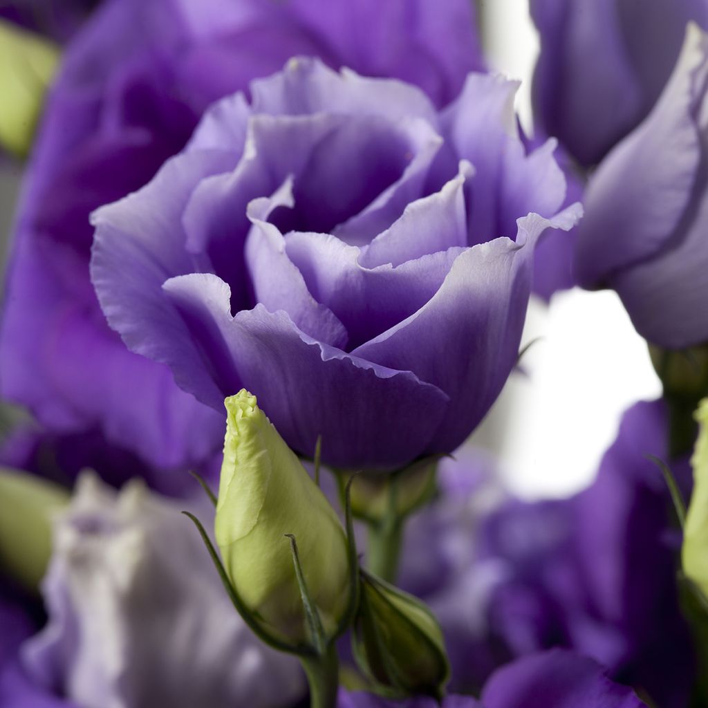 Lisianthus F1 Cessna Blue III (zaad) - Eustoma